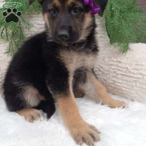 Annie, German Shepherd Puppy