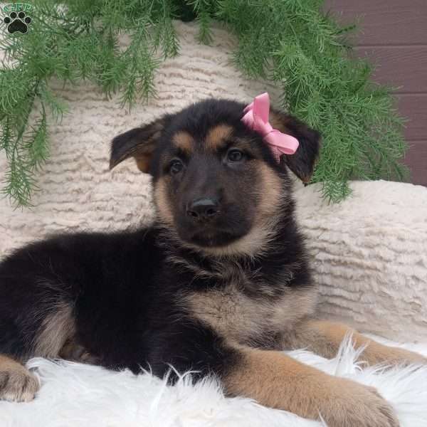 Lakie, German Shepherd Puppy