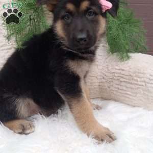 Lakie, German Shepherd Puppy
