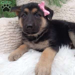 Lakie, German Shepherd Puppy