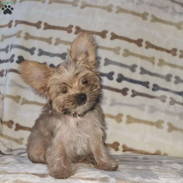 Joey, Yorkie Poo Puppy