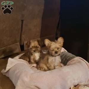 Joey, Yorkie Poo Puppy