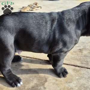 Curl, Cane Corso Puppy
