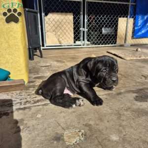 Curl, Cane Corso Puppy