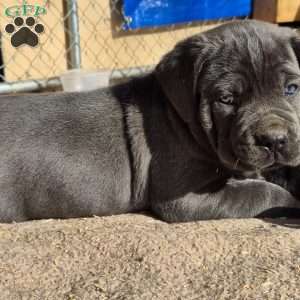 Moe, Cane Corso Puppy