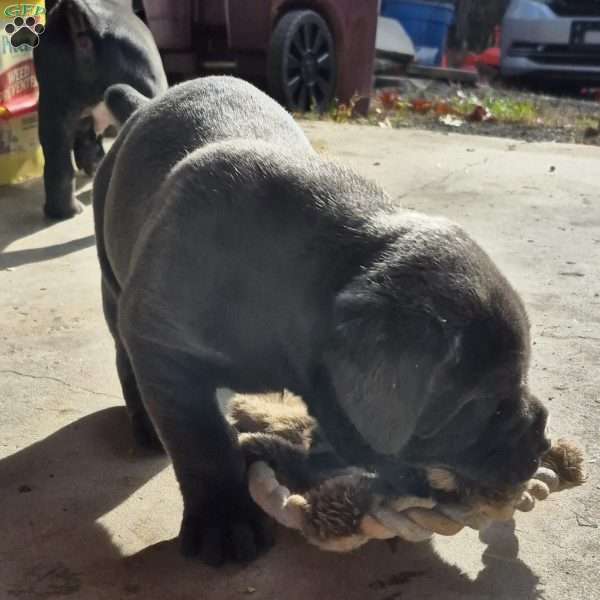 Lerry, Cane Corso Puppy
