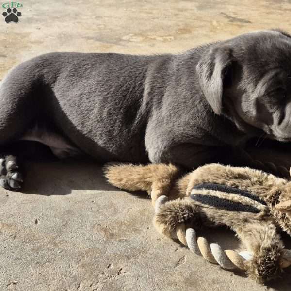 Moe, Cane Corso Puppy