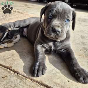 Lerry, Cane Corso Puppy