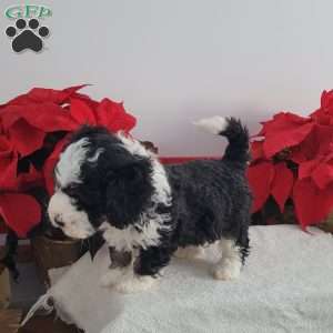 Perry, Mini Bernedoodle Puppy