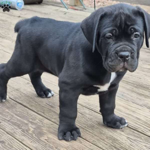 Curl, Cane Corso Puppy