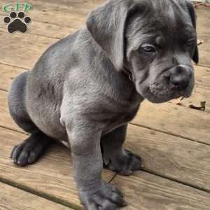 Moe, Cane Corso Puppy