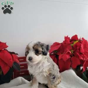 Pearl, Mini Bernedoodle Puppy
