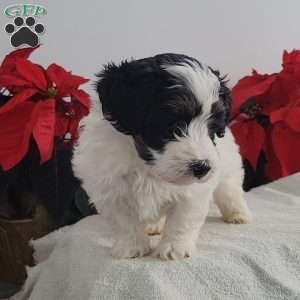 Pirate, Mini Bernedoodle Puppy