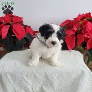 Pirate, Mini Bernedoodle Puppy