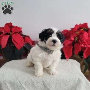 Pirate, Mini Bernedoodle Puppy