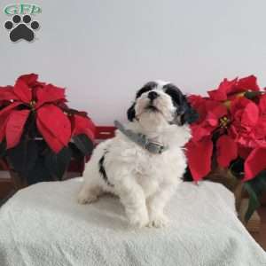 Pirate, Mini Bernedoodle Puppy