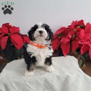 Perry, Mini Bernedoodle Puppy