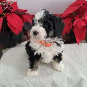 Perry, Mini Bernedoodle Puppy
