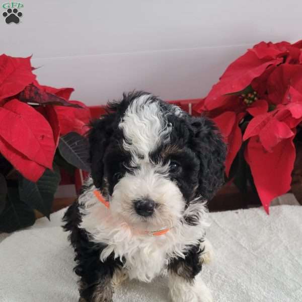 Perry, Mini Bernedoodle Puppy
