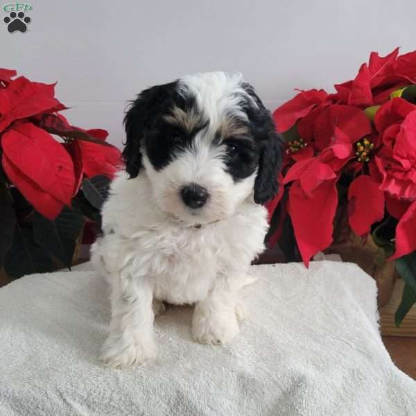 Paul, Mini Bernedoodle Puppy
