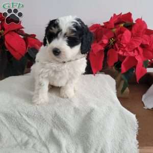 Paul, Mini Bernedoodle Puppy
