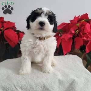 Paul, Mini Bernedoodle Puppy