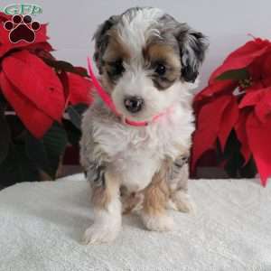 Pearl, Mini Bernedoodle Puppy