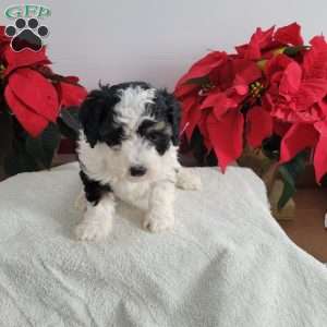 Patsy, Mini Bernedoodle Puppy
