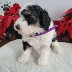 Patsy, Mini Bernedoodle Puppy