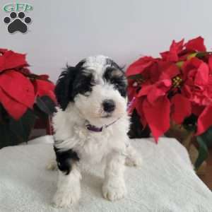 Patsy, Mini Bernedoodle Puppy