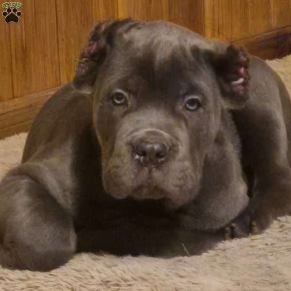 Lerry, Cane Corso Puppy