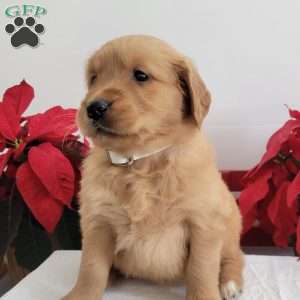 Cora, Golden Retriever Puppy