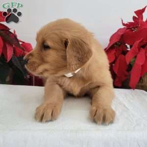 Cora, Golden Retriever Puppy