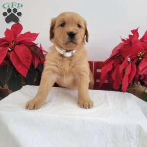 Cora, Golden Retriever Puppy