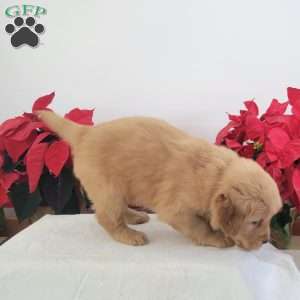 Connie, Golden Retriever Puppy