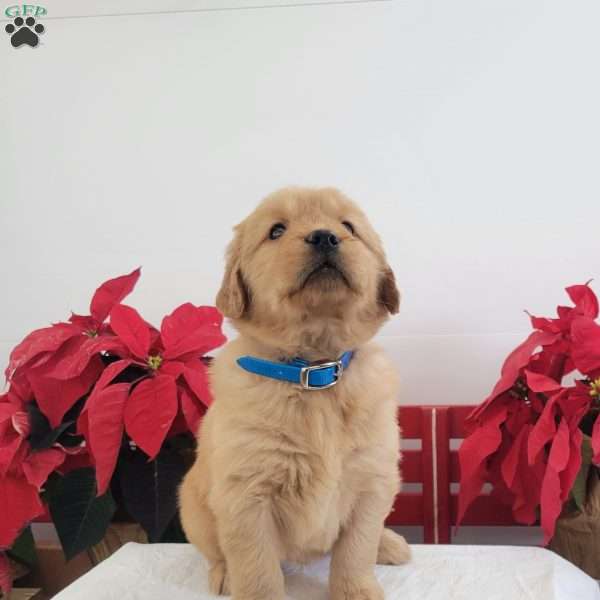 Connie, Golden Retriever Puppy