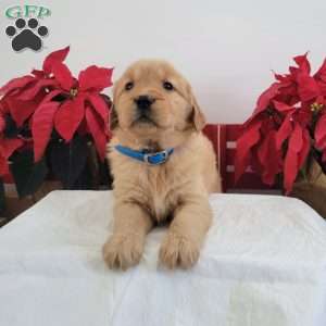 Connie, Golden Retriever Puppy