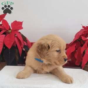 Connie, Golden Retriever Puppy