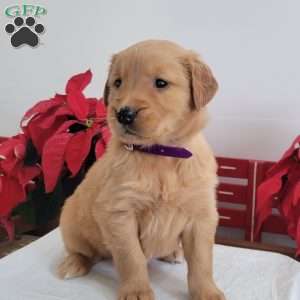 Candy, Golden Retriever Puppy