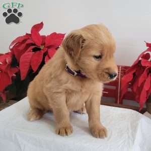 Candy, Golden Retriever Puppy