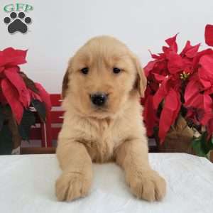 Carrie, Golden Retriever Puppy