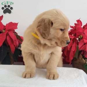 Carrie, Golden Retriever Puppy