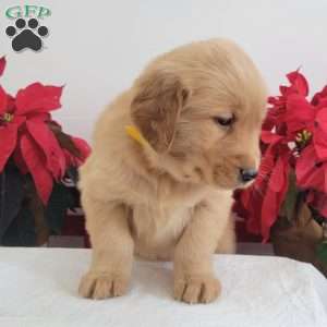 Carrie, Golden Retriever Puppy