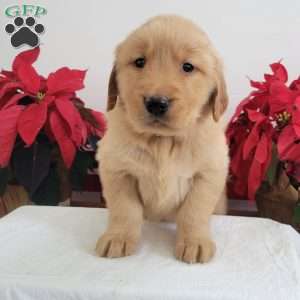 Carrie, Golden Retriever Puppy