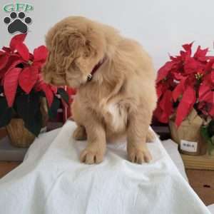 Carmel, Golden Retriever Puppy