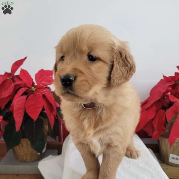 Carmel, Golden Retriever Puppy
