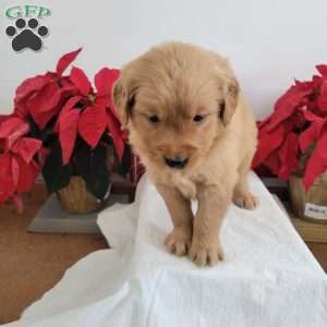 Carmel, Golden Retriever Puppy