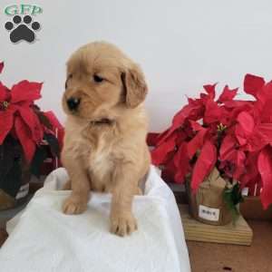 Carmel, Golden Retriever Puppy