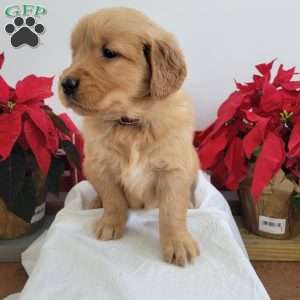 Carmel, Golden Retriever Puppy