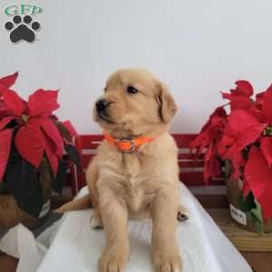 Callie, Golden Retriever Puppy